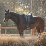 Schabracke Salerno QHP