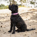 Hundehalsband QHP